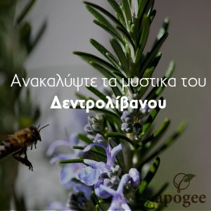 Ανακαλύψτε τα μυστικά του Δεντρολίβανου - Apogee - storie - ΝΟΜΗ